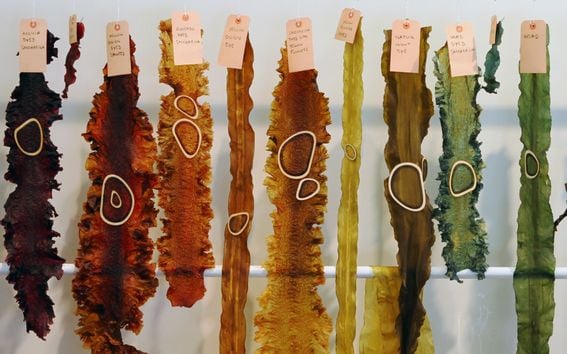 dried seaweed displayed in reds, yellows and greens