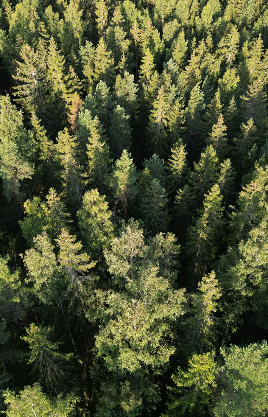 An aerial photo of forest