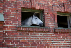 Horse peeks out the window of a brick building