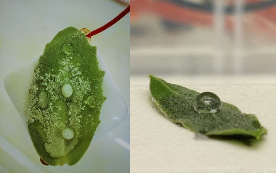 Delayed formation of ice on a hydrophobic/icephobic plant leaf. Photos by Aalto University, Hamidreza Daghigh Shirazi
