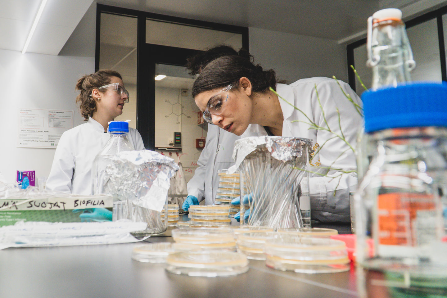A student arches over the laboratory workspace to look more closely at some of the petri dishes laid out before her. In the background, two students converse with each other.