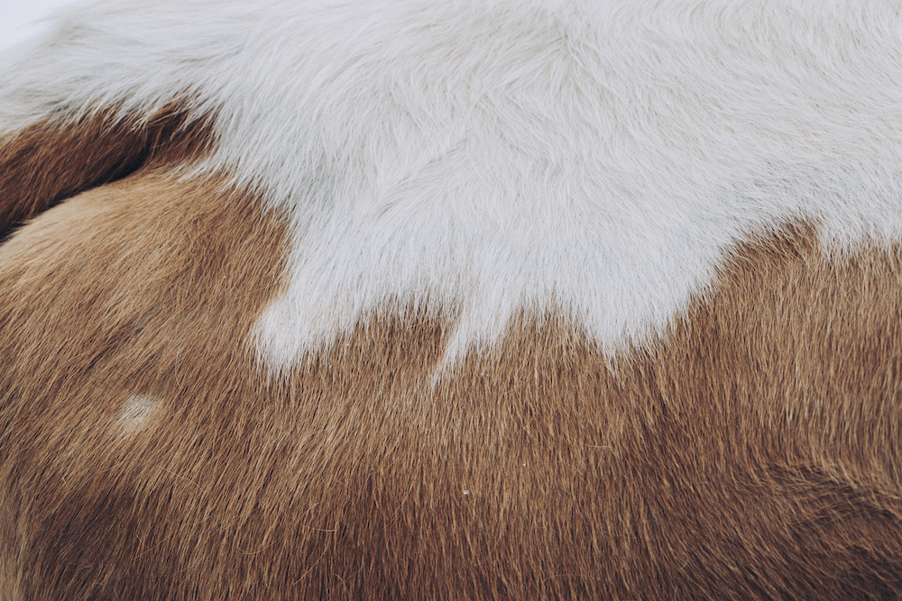 Cow hair