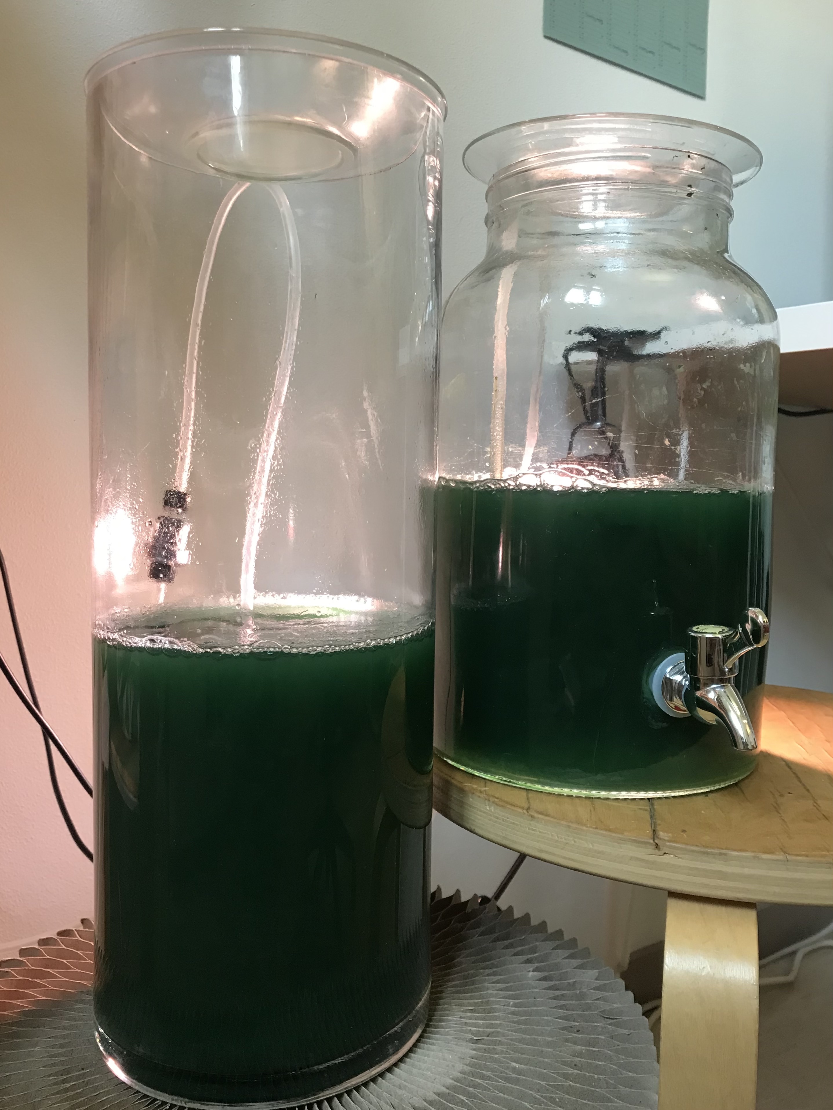 Cyano Automaton: a spirulina cultivation vessel in constant evolution (image credit: Agnieszka Pokrywka).