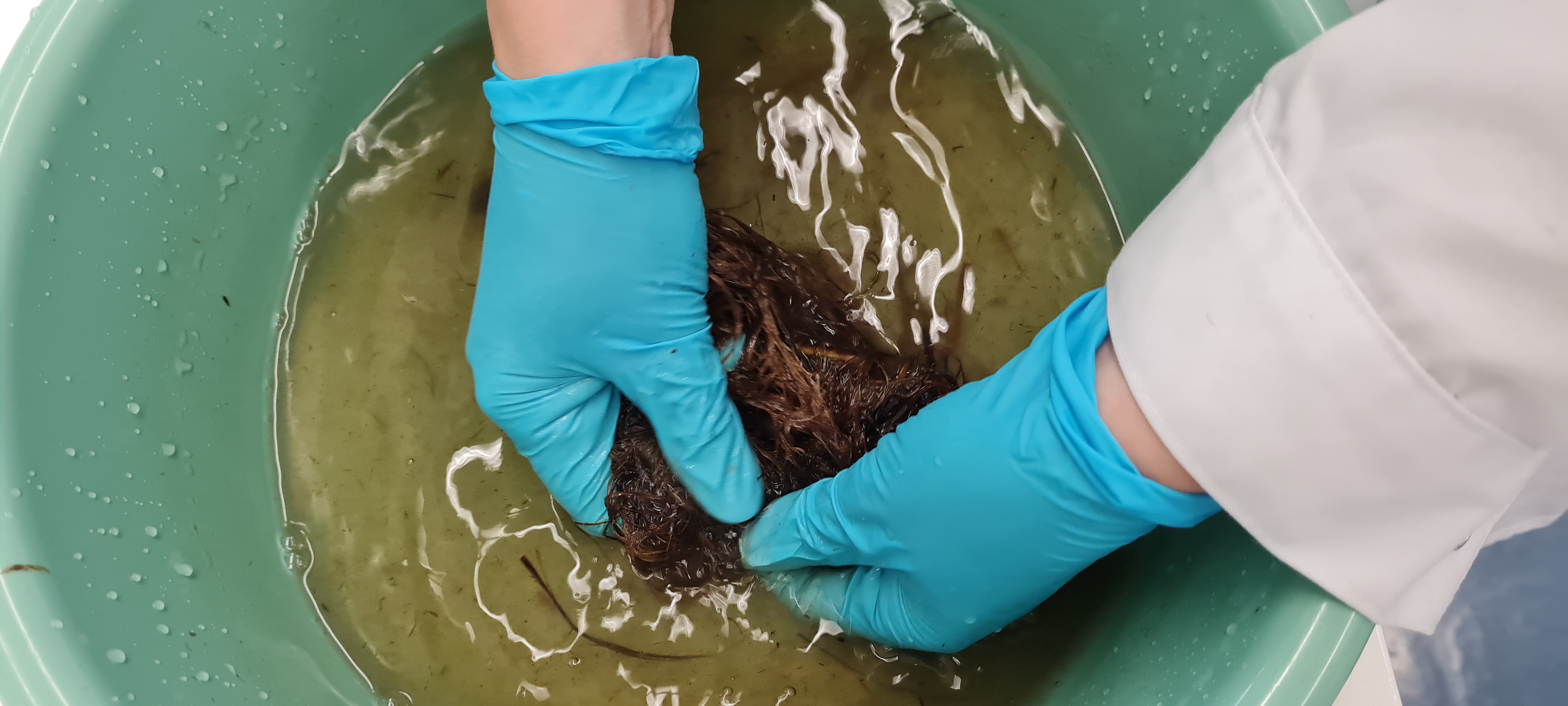 Lupine project, CHEMARTS 2022, washing the yarns. Photo by Aalto University, Maija Vaara