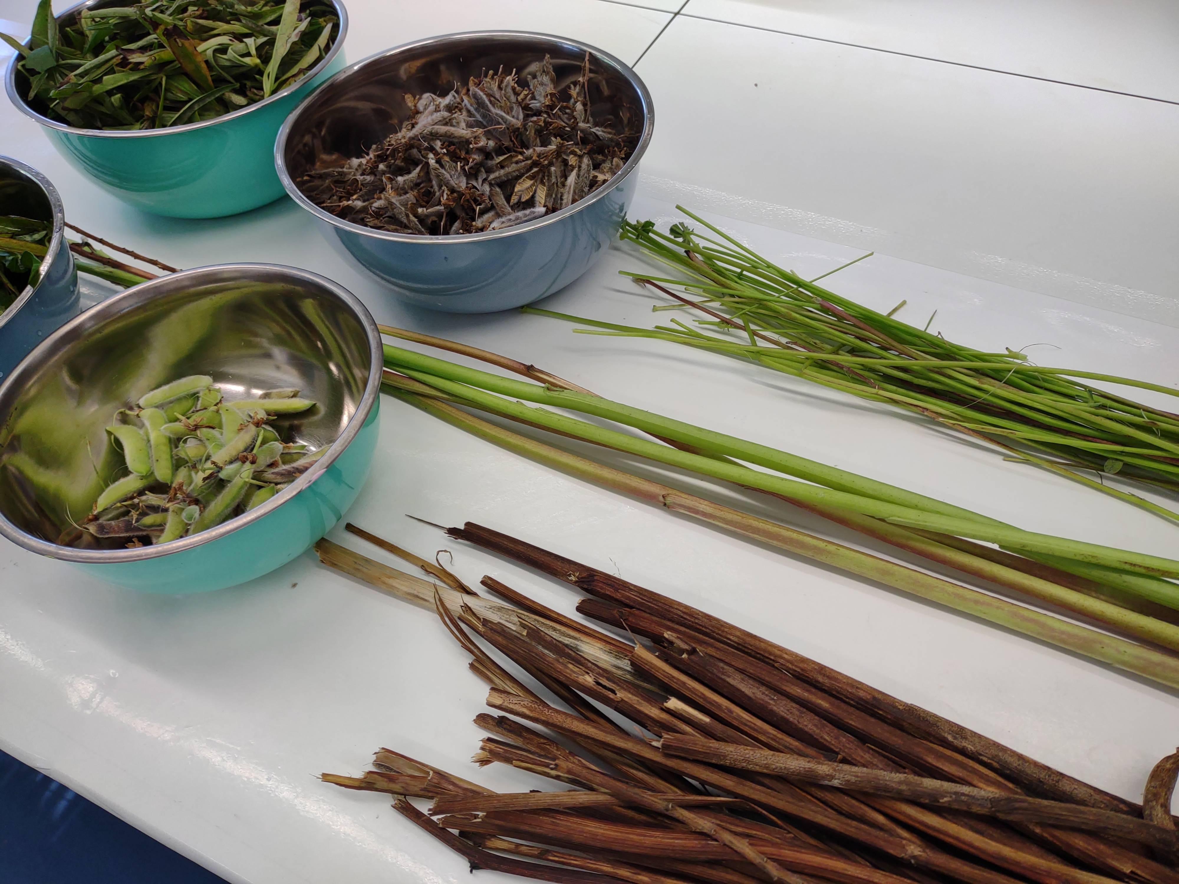 Lupine project, CHEMARTS 2022, lupine plant parts. Photo by Aalto University, Maija Vaara