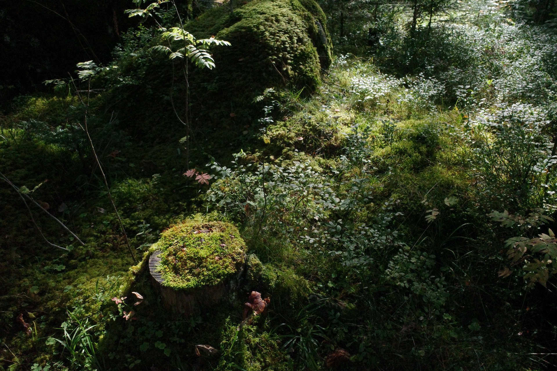 Sunlit undergrowth