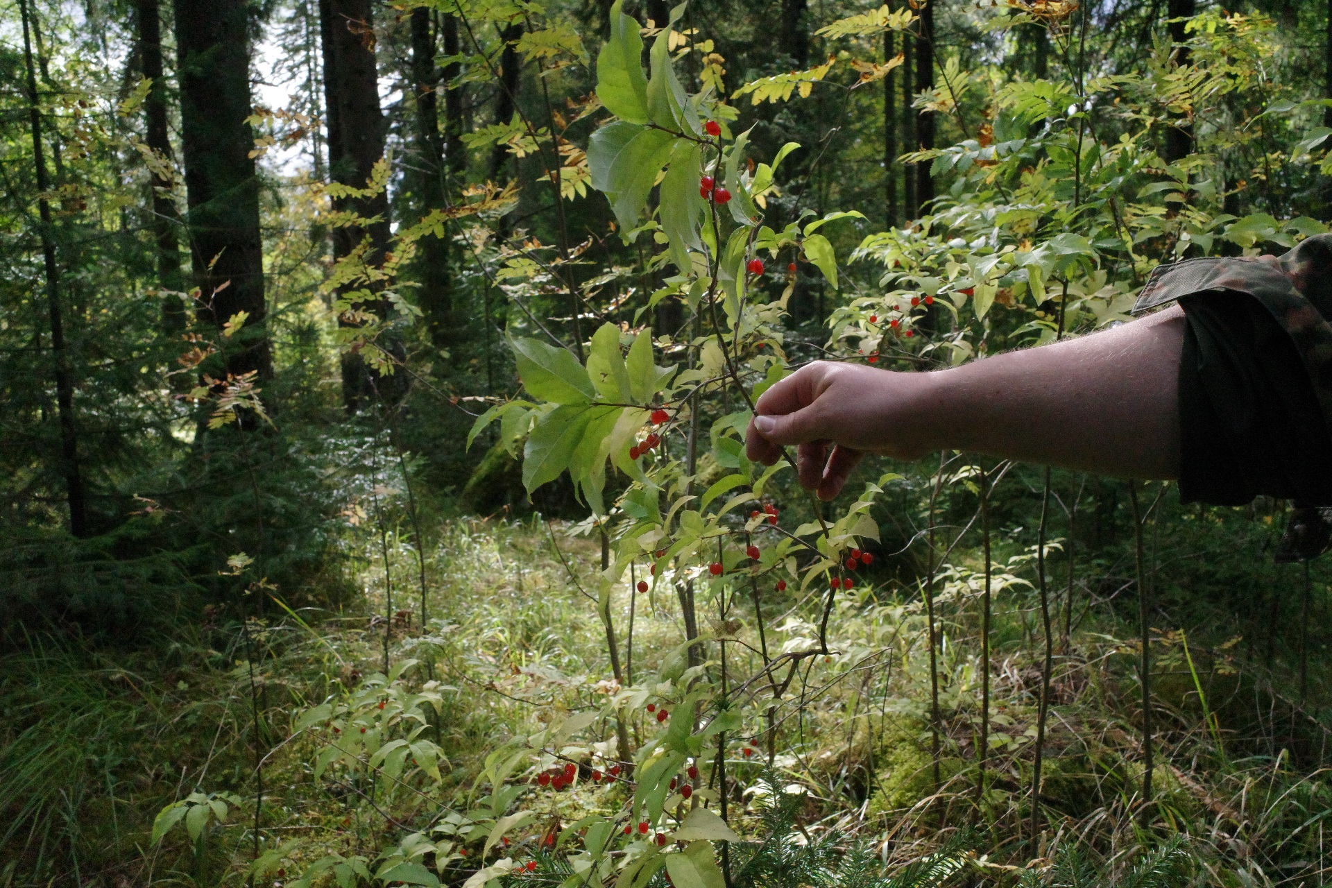lingonberry
