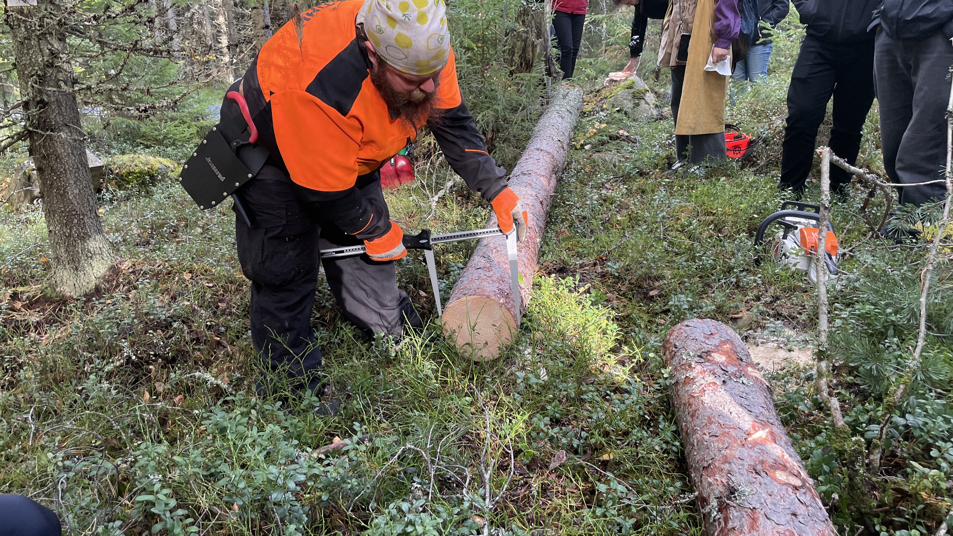 Our guide measures the diameter of tree