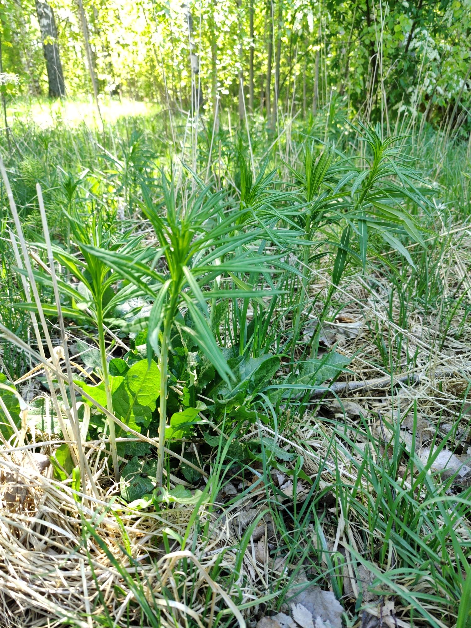 Fireweed / Resobay willoherb (Maitohorsma)