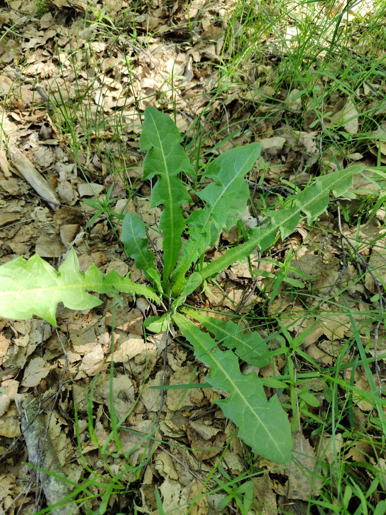Dandelion (Voikukka),aalto
