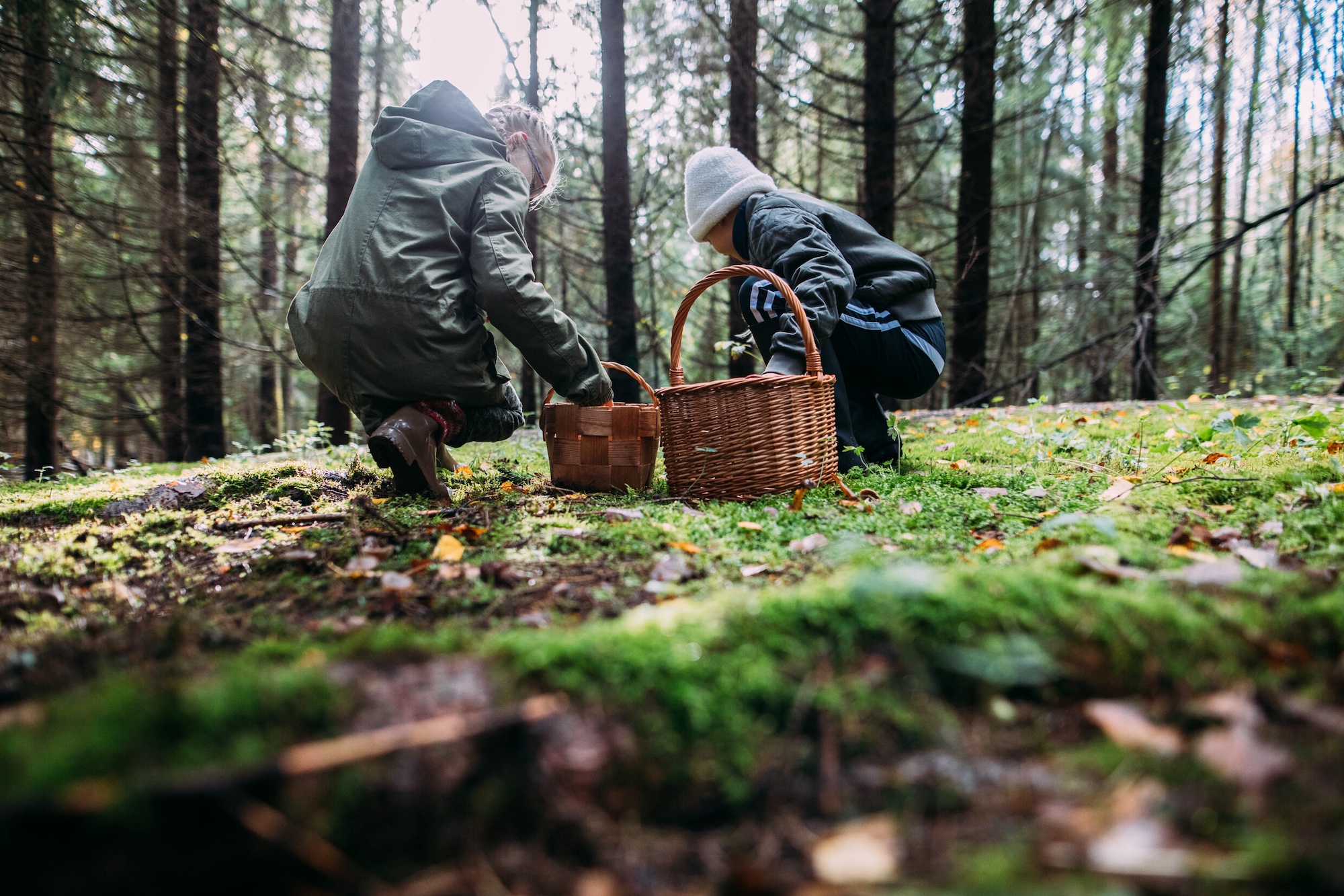 People kneeling in a forest collecting mushrooms into baskets.