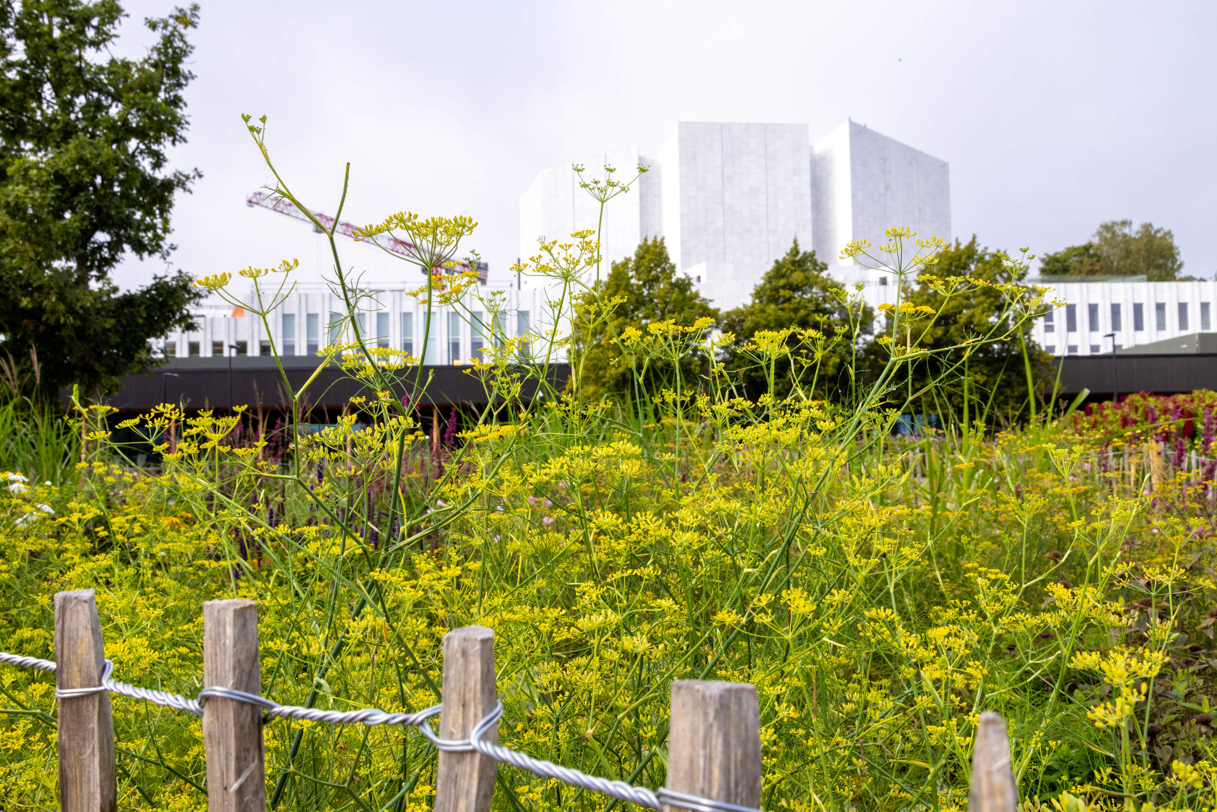 A garden with yellow flowers in front of a modern white building and trees.