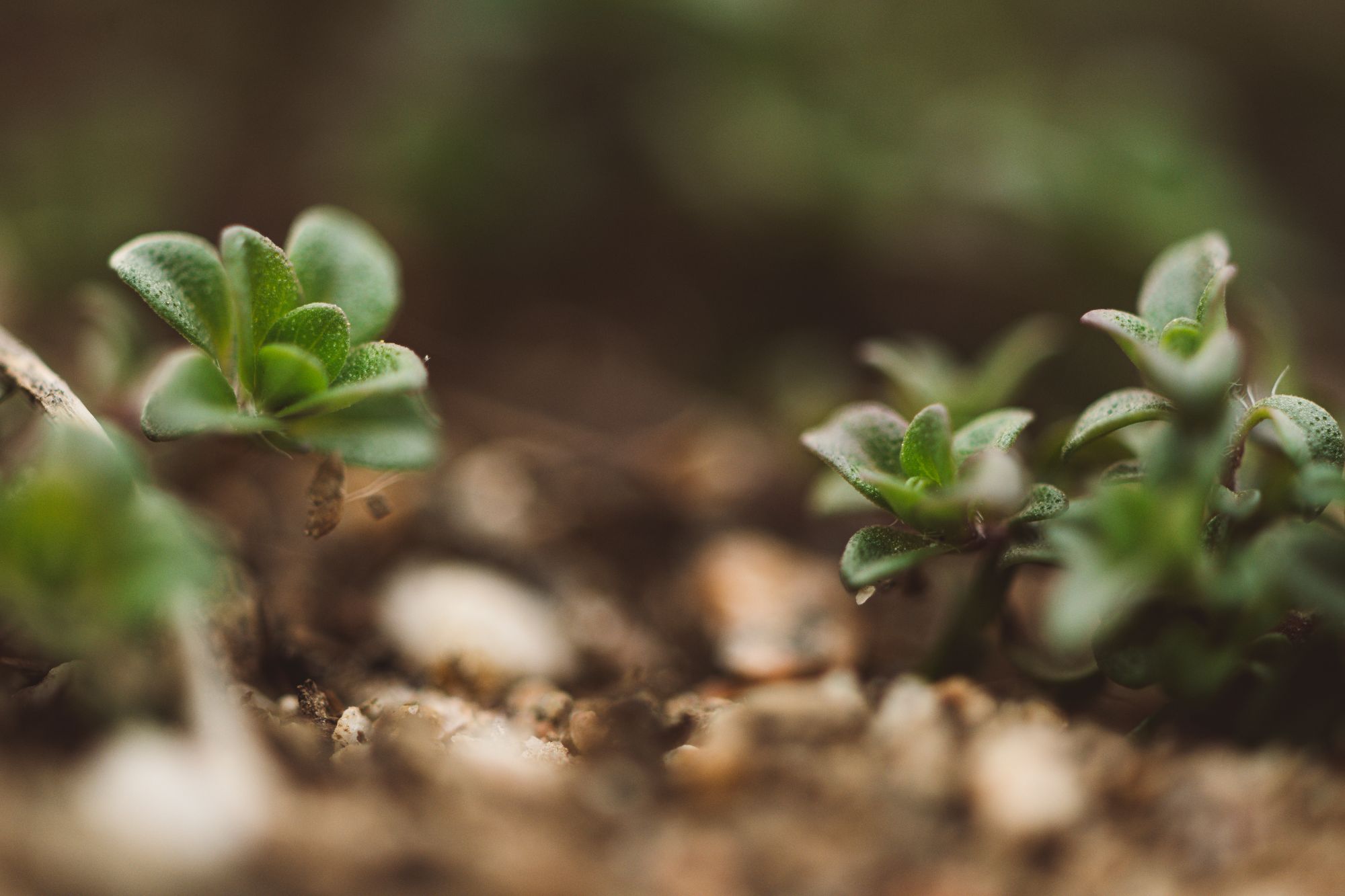 Close-up of small green seedlings with thick leaves growing from brown soil, blurred background