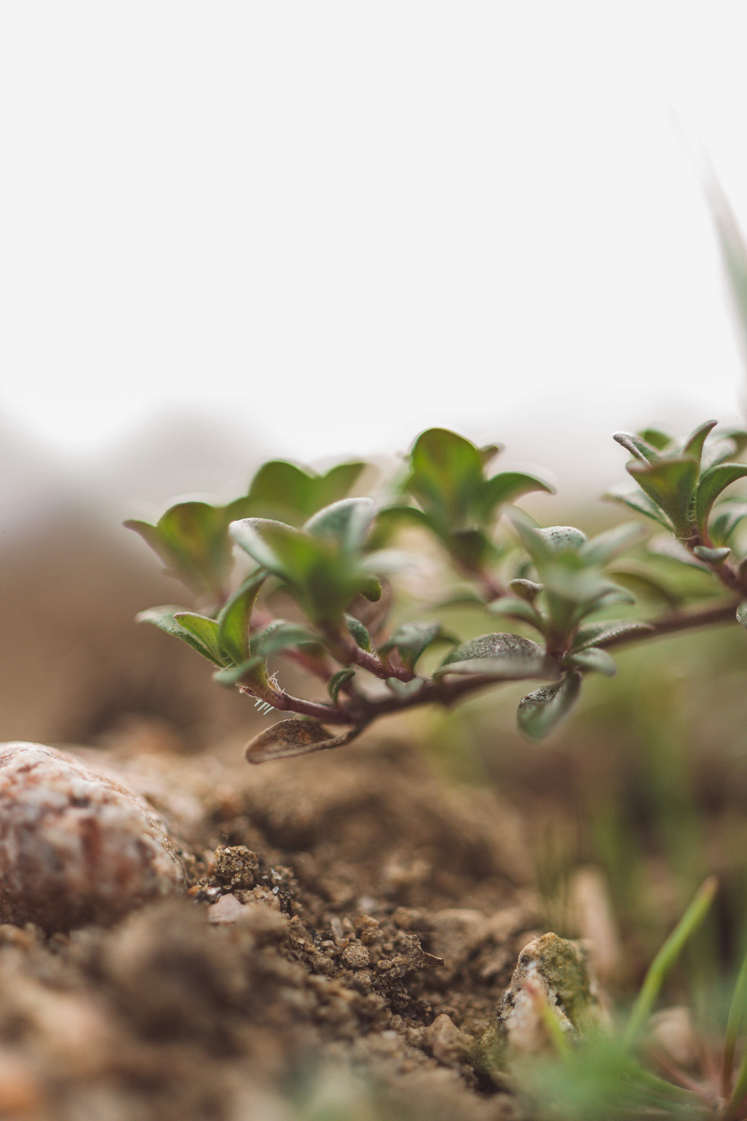 Close-up of a small green plant with thick leaves growing in brown soil and pebbles against a pale sky