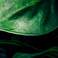 A green leaf. Photographer: Aleksi Poutanen.