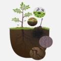 Illustration of a tree in soil with details of roots, carbon, nutrients