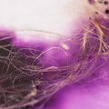 Purppuranvärisellä taustalla vaaleanrusehtavia pellavaisia kuituja, kuva Julie-Anne Gandierin materiaalitutkimuksesta, kuva Valeria Azovskaya
