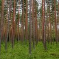 Pine forest