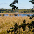 A scenic view of a lake with tall reeds and forest in the background, framed by branches with leaves and berries.