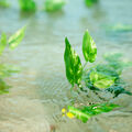 Green leaves emerging from shallow, clear water with gentle ripples.