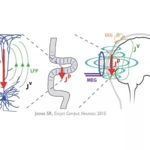 Human Neocortical Neurosolver 