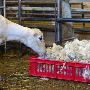 Lamb and box of wool