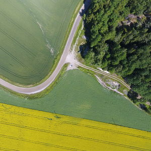 Picture of field and forest