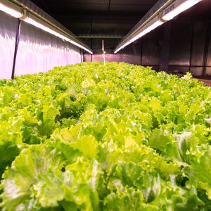 Rows of leafy green lettuce growing densely indoors under long bright ceiling lights