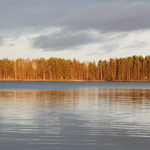 Tyyni järvi, kaukainen mäntymetsäranta ilta-auringossa harmaan pilvitaivaan alla
