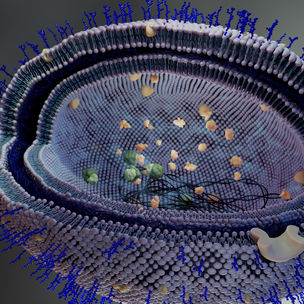 Kuvituskuva bakteerista