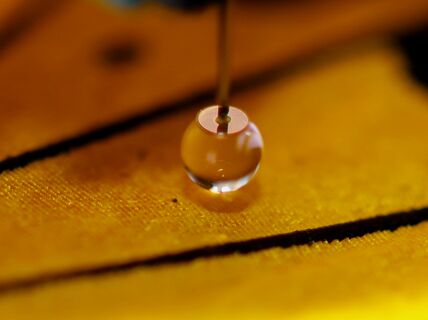 Microscope droplet probe on a butterfly wing