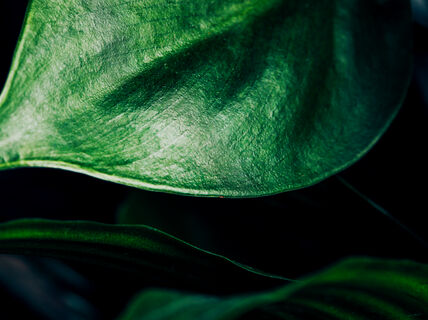 A green leaf. Photographer: Aleksi Poutanen.