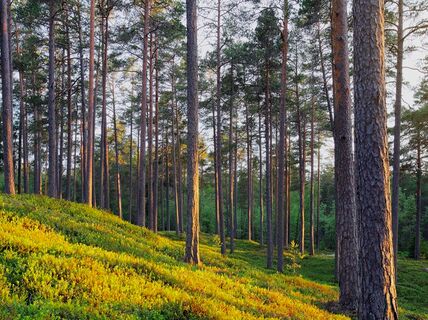 AaltoCell_Next phase of utilizing Finnish cellulose