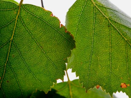 Birch leaves. Photo: Valeria Azovskaya