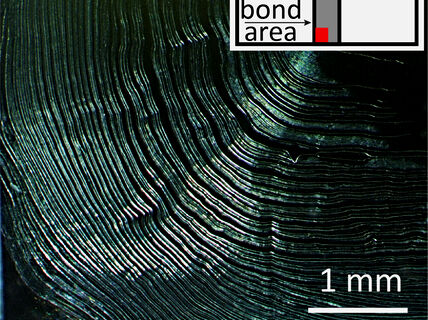 a microscopic view of the bonding process when water is mixed with select plant-based particles