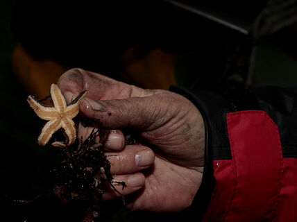Non-Human Stakeholders: Purple Seastar and Algae