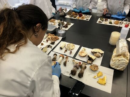 Mycelium is seen in the field of design as a potential future material in various applications.