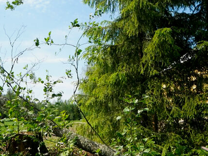 cutting down an alder tree in a green forest scenery with a bright summery sky