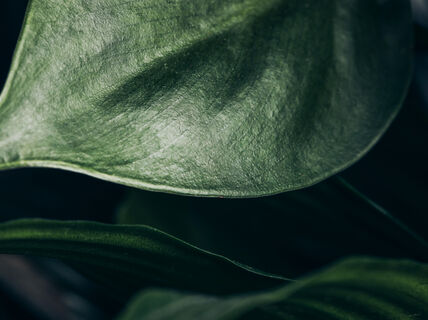 Finnceres kehittää uusia biomateriaaleja