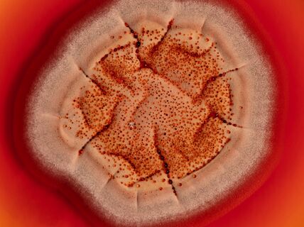 biocolour research project