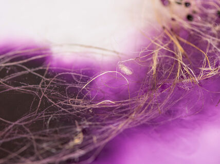Purppuranvärisellä taustalla vaaleanrusehtavia pellavaisia kuituja, kuva Julie-Anne Gandierin materiaalitutkimuksesta, kuva Valeria Azovskaya