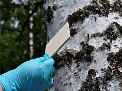 A piece of wood panel containing eco glue