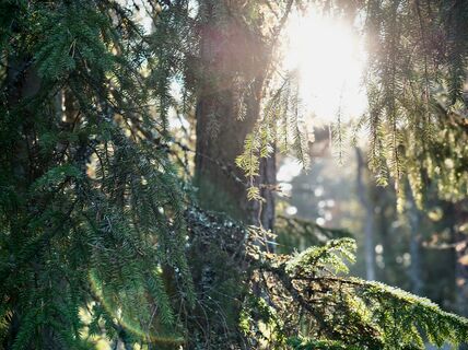 Sun peaking through Finnish spruce forest