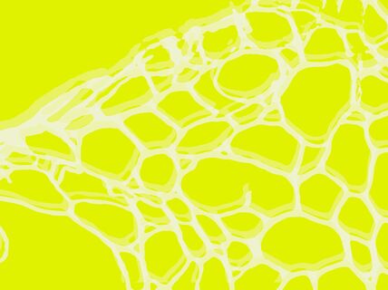 White plant cell wall structure looking network on a bright substrate