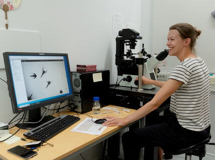 Assistant Professor Matilda Backholm looks at shrimp via a screen connected to a microscope.