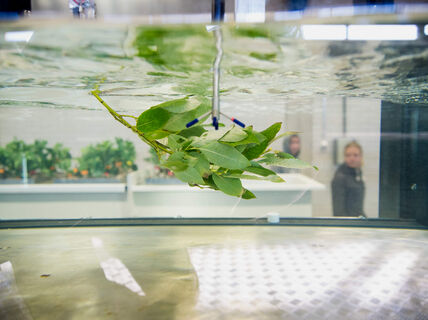Picture of leaves in water.