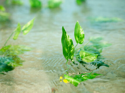 Green leaves in flowing water.