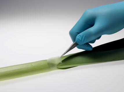 Leek-inspired surface structures (Hamidreza Daghigh Shirazi). Photo by Mithila Mohan and Maija Vaara, Aalto University.