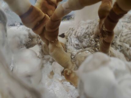Fungi in a glass jar.
