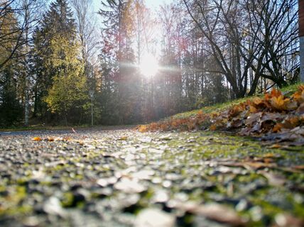 Kampusmetsää